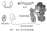 微粒子屬