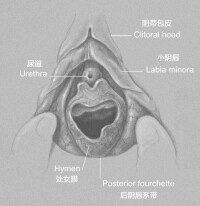 處女膜示意圖