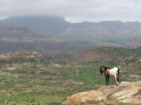 衣索比亞高原
