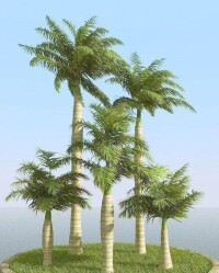 大王椰子樹