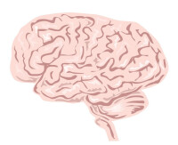 人的大腦