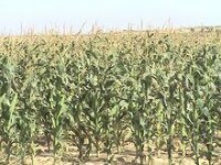 玉米種植基地