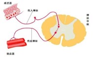 本體感受器