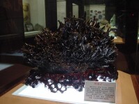 南京地質博物館展品