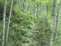 陳漢鄉竹林