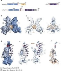 NF-κB