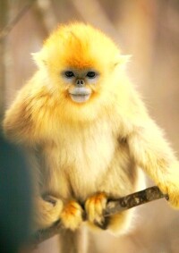 越南金絲猴幼猴