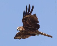 黑鳶普通亞種