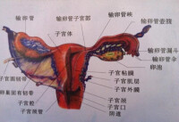 卵巢結構