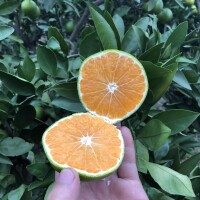代代酸橙