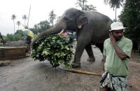 位於斯里蘭卡一家大象孤兒院里的大象在工作
