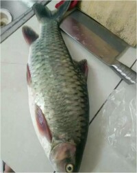 青竹魚
