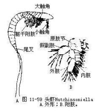 頭蝦綱