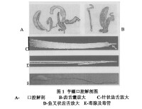 芋螺口腔解剖圖