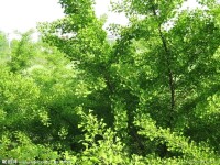 銀杏植物門動物銀杏