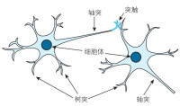 樹突和軸突