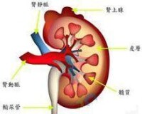 腎臟結構圖