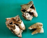 巨貘牙齒化石