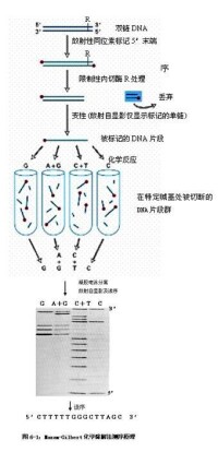 圖 6-1 化學降解法測序原理