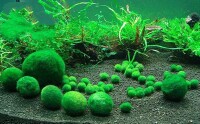 球藻