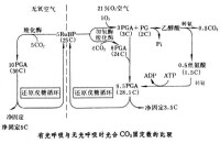 光呼吸