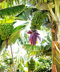 加那利群島主要作物—香蕉