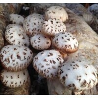 泌陽花菇