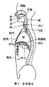 生理語音學