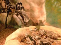 慈母龍與剛孵化的幼體，位於懷俄明恐龍中心