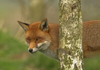 赤狐高加索亞種