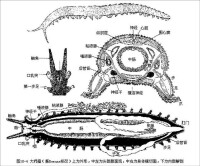 基節腺