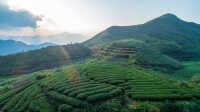 銀瓶山梅占茶園