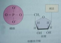 核糖核苷酸組成