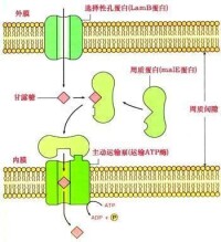 細胞周質