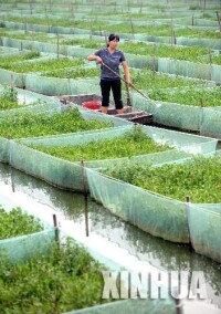 鐵河鄉方洲特種養殖場