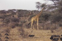 網紋長頸鹿（Giraffa camelopardalis）