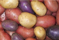 各種各樣的土豆