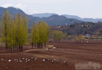 大橋鄉風貌