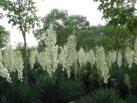 崑山森林公園景色