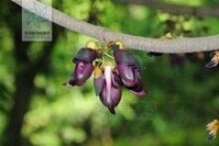 Mucuna sempervirens