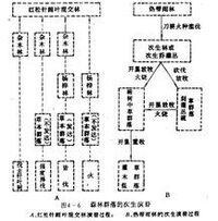 次生演替舉例2