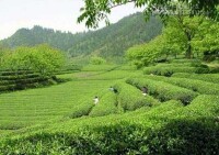 登月湖觀光茶園