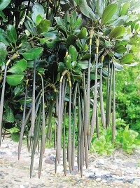 胎生植物