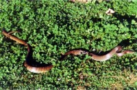 （圖）滑鼠蛇