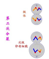 減數第二次分裂後期