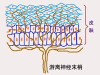 神經末梢