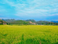 油菜花海