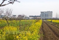 桃花村[樅陽縣桃花村]