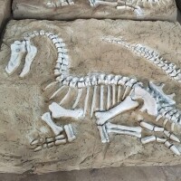 巨儒艮骨骼化石