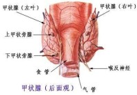 自身免疫性甲狀腺病